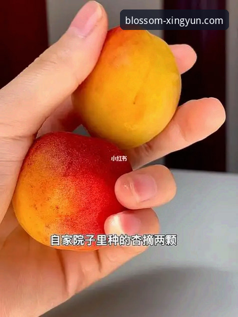 杏运App安装如何影响体育娱乐体验？2026新版升级带来哪些改变？